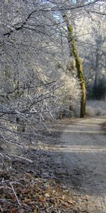 Route,Groningue,Nature,Neige,Forêt,Arbres,Hiver,Gel,Givre,Pays Bas