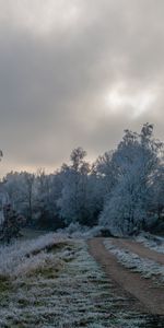 Мороз,Деревья,Иней,Природа,Зима,Дорога