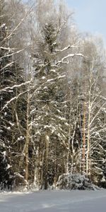 Winter,Nature,Trees,Road,Saint Petersburg,St Petersburg,Pavlovsk,Forest