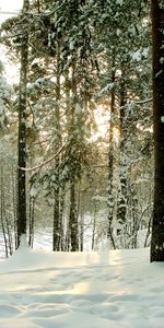 Winter,Nature,Trees,Road,Saint Petersburg,St Petersburg,Sestroretsk,Forest,Trunks