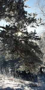 Naturaleza,Árboles,Sol,Sombra,Cuento De Hadas,Invierno,Nieve,Historia,Escarcha