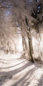 Winter,Nature,Trees,Shine,Light,Path,Snow