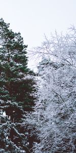 Winter,Nature,Trees,Sky,Branches,Hoarfrost,Frost