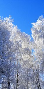 Arbres,Cheveux Gris,Couronnes,Dégager,Nature,Couronne,Je Vois,Hiver,Sky,Gel,Givre