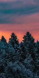 Invierno,Árboles,Cielo,Cubierto De Nieve,Nevado,Eslovenia,Naturaleza