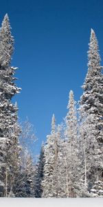 Winter,Nature,Trees,Sky,Snow,Hoarfrost,Frost,Ate,Landscape