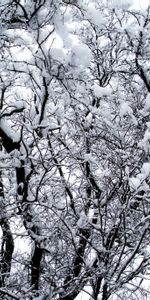 Winter,Nature,Trees,Snow