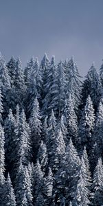 Winter,Nature,Trees,Snow,Ate,Forest