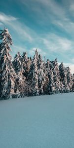 Winter,Nature,Trees,Snow,Ate,Landscape