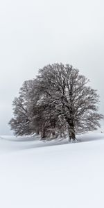 Winter,Nature,Trees,Snow,Field,Landscape