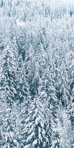 Winter,Nature,Trees,Snow,Fir Trees,Forest