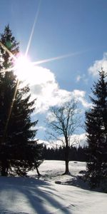 Sapins,Nature,Arbres,Neige,Hiver,Paysage