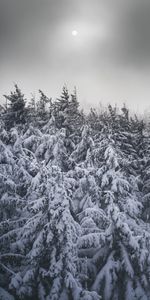 Winter,Nature,Trees,Snow,Fir Trees,Snow Covered,Snowbound