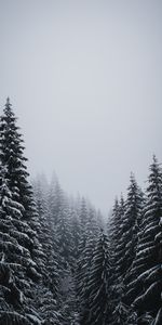 Sapins,Tempête De Neige,Nature,Arbres,Neige,Hiver