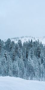 Forêt,Nature,Neige,Arbres,Hiver