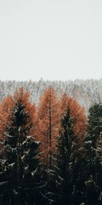 Nature,Neige,Forêt,Arbres,Hiver