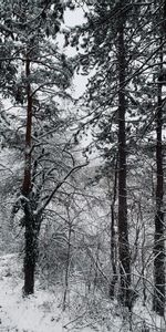 Invierno,Nieve,Bosque,Naturaleza,Árboles