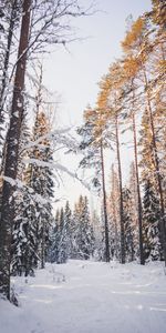 Winter,Nature,Trees,Snow,Forest