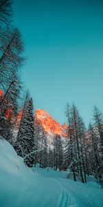 Forêt,Arbres,Montagnes,Nature,Neige,Hiver