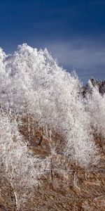 Winter,Nature,Trees,Snow,Frost,Hoarfrost,Hill