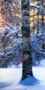 Hiver,Arbres,Neige,Nature,Paysage