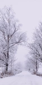 Arbres,Brouillard,Nature,Route,Forêt,Neige,Hiver