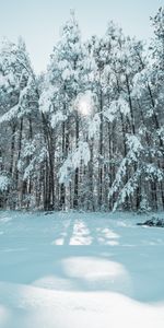 Winter,Nature,Trees,Snow,Shine,Light,Forest