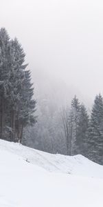 Pente,Nature,Tempête De Neige,Arbres,Neige,Hiver