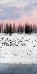 Winter,Nature,Trees,Snow,Snow Covered,Snowbound,Elevation