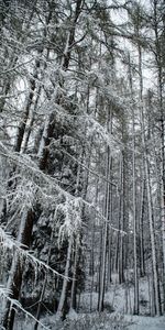 Winter,Nature,Trees,Snow,Snowbound,Snow Covered,Forest