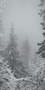 Winter,Nature,Trees,Snow,Snowstorm