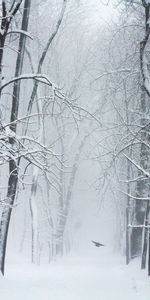 Nature,Neige,Tempête De Neige,Arbres,Hiver,Oiseau