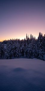 Sapins,Forêt,Nature,Arbres,Neige,Crépuscule,Hiver