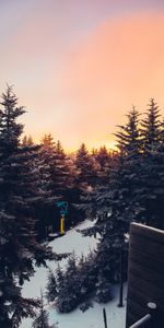 Winter,Nature,Trees,View,Sunset,Landscape