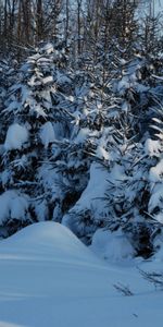 Invierno,Naturaleza,Crepúsculo,Oscuridad,Crecimiento Joven,Adolescente,Comió,Ato,Nieve