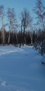 Winter,Nature,Twilight,Snow,Birches,Path,Dusk,Ate