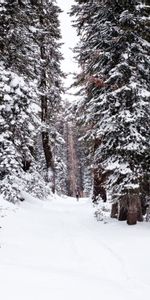 Nature,Neige,Forêt,Personne,Humain,Hiver,Chemin