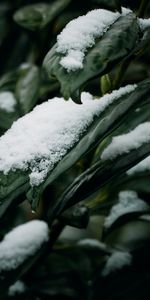 Feuilles,Macro,Neige,Plante,Planter,Hiver