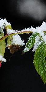 Winter,Raspberry,Branch,Food,Snow