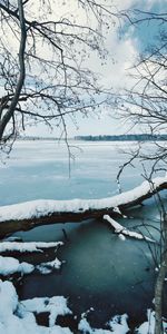 Arbres,Neige,Branches,Nature,Glace,Rivières,Hiver