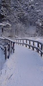 Winter,Rivers,Trees,Forest,Bridge,Nature