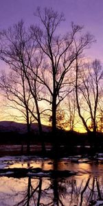 Invierno,Agua,Árboles,Ríos,Puesta Del Sol,Paisaje