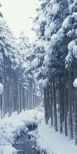 Winter,Rivers,Trees,Teen,Young Growth,Creek,Brook,Channel,Border,Nature,Forest,Cold