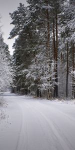 Winter,Road,Snowbound,Snow Covered,Nature,Snow,Forest