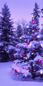 Winter,Sky,Lights,Forest,Christmas,Evening,Christmas Tree,Holidays,New Year,Snow,Garland,Moon