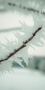 Branche,Macro,Sky,Neige,Hiver