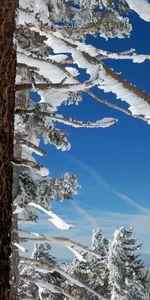 Bois,Branches,Sud,Nature,Neige,Arbre,Tronc,Nord,Sky,Hiver