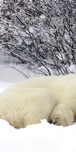 Winter,Sleep,Polar Bears,Bask,Animals,Snow,Forest,Dream