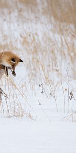 Winter,Snow,Animal,Hunting,Hunt,Animals,Bounce,Fox,Jump