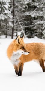 Roux,Animal,Animaux,Neige,Hiver,Un Renard,Renard